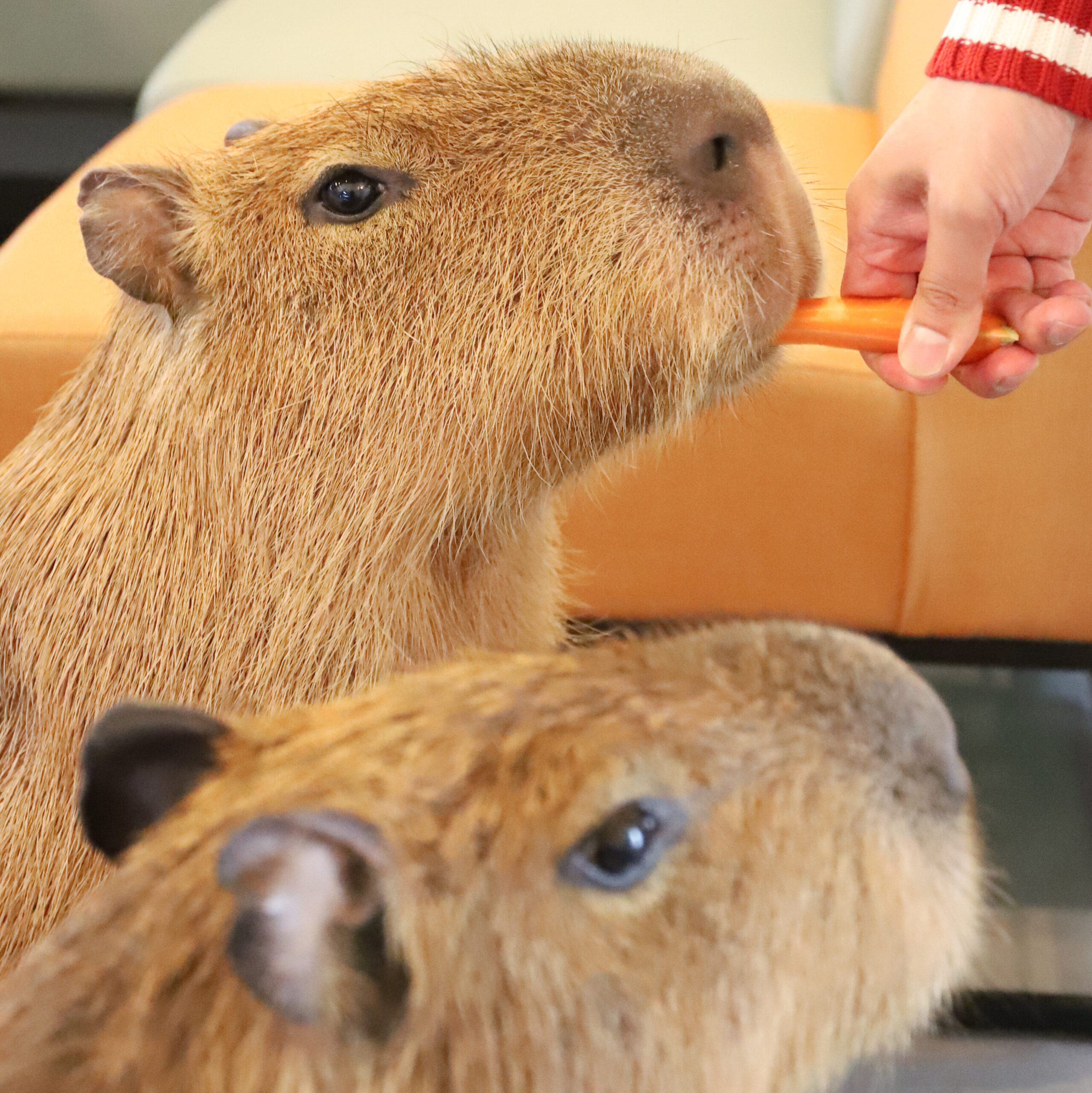 Capybaras Enjoying Life ResetEra