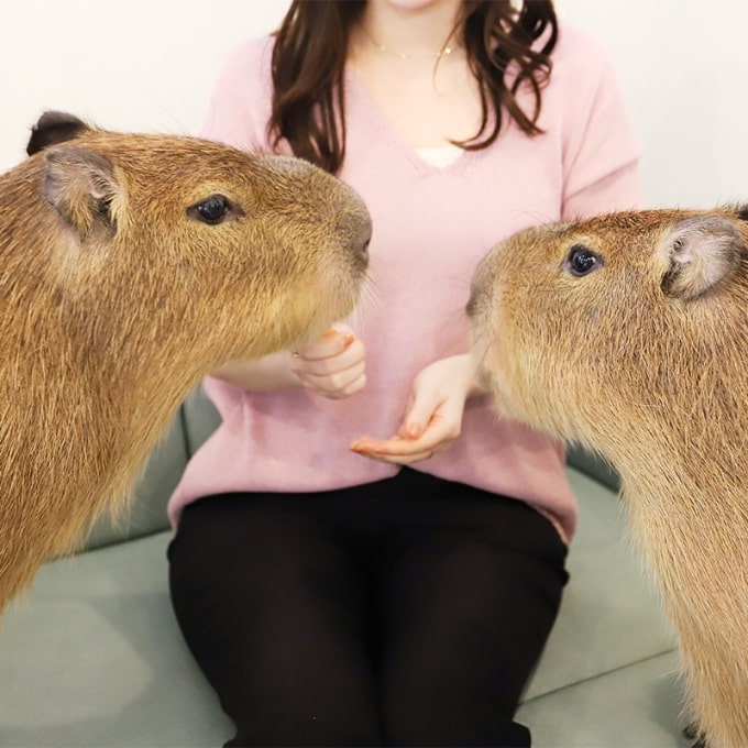 Capybara Cafe Tokyo